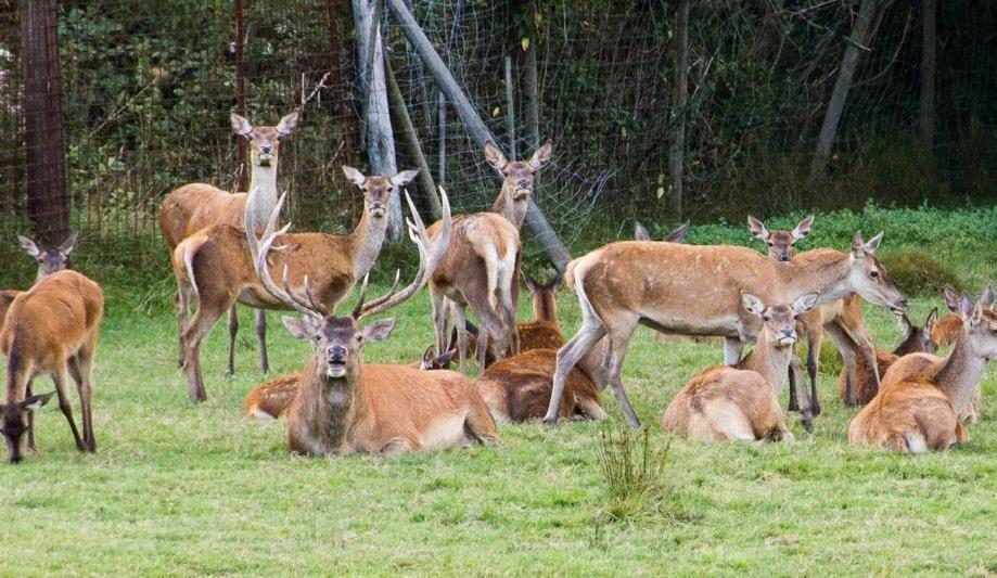 Gite Du Cerf Birkenwald Buitenkant foto