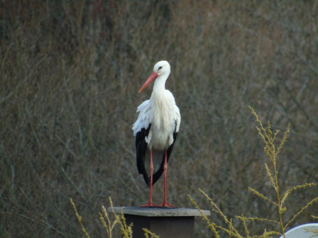 Gite Du Cerf Birkenwald Buitenkant foto