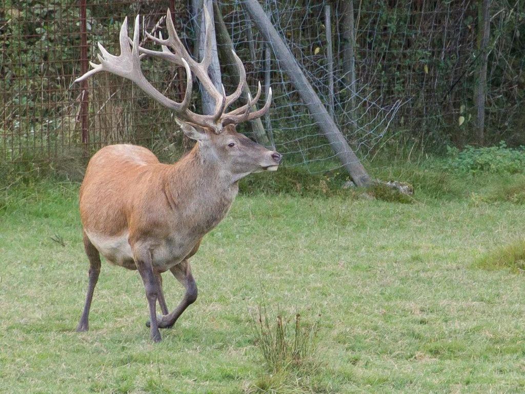 Gite Du Cerf Birkenwald Buitenkant foto