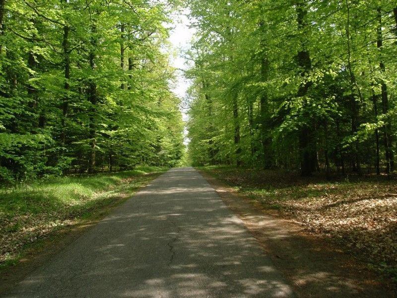Gite Du Cerf Birkenwald Buitenkant foto